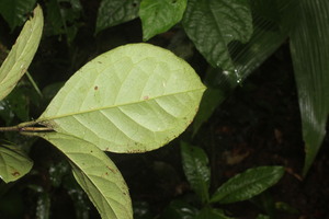 Mollinedia costaricensis voucher:nz-9149